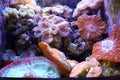 Pink purple yellow and orange reef coral