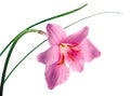 Pink-purple Zephyranthes flower