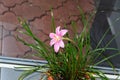 Pink-purple Zephyranthes flower, close up, .