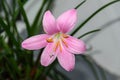 Pink-purple Zephyranthes flower, close up, isolated.