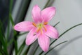 Pink-purple Zephyranthes flower, close up, isolated.