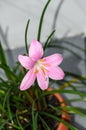 Pink-purple Zephyranthes flower, close up, isolated.