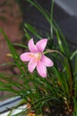 Pink-purple Zephyranthes flower, close up, isolated.