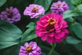Pink purple zinnia flowers blooming in the summer garden closeup Royalty Free Stock Photo