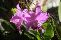 pink purplish cattleya orchid in bloom