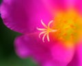 Pink purslane Royalty Free Stock Photo