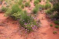 Pink purslane flower,Calandrinia reticulata, on red soil - desert abloom in the red center of Australia