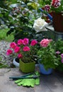 Pink purslane flower, white rose and petuni in pots with working gloves and tools Royalty Free Stock Photo