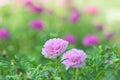 Pink Pusley flower Royalty Free Stock Photo