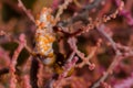 Pink Pygmy Seahorse