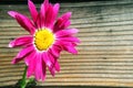 Pink pyrethrum in the background of the tree texture.