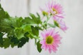 Pink Pyrethrum daisy Flower Background