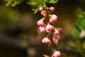 Pink Pyrola Flowers Pyrola asarifolia Mountain Wildflowers