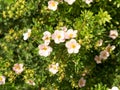 Pink Queen, Potentilla fruticosa. Flowers of Kuril tea.