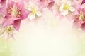 Pink quilegia flowers (common columbine) background with copy space. Floral web banner.