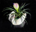 Pink Quill flower in a white swan shaped planter on a dark background