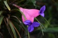 Pink Quill or Tillandsia Cyanea flower in the garden.