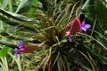 Pink Quill or Tillandsia Cyanea flower in the garden.