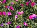 Pink Quill (Tillandsia cyanea) flowers