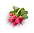 Pink radish isolated on white background