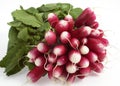 Pink Radish, raphanus sativus against White Background