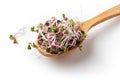 Pink radish sprouts on a wooden spoon on white background Royalty Free Stock Photo