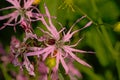 Pink ragged robin flower - Lychnis flos-cuculi