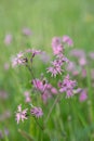 Ragged-robin flower (Silene flos-cuculi). Royalty Free Stock Photo