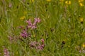 Pink ragged robin flowers in a fild with high grass - Lychnis flos-cuculi