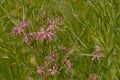 Pink ragged robin flowers in a field with high grass - Lychnis flos-cuculi