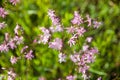 Pink Ragged-Robin flowers Royalty Free Stock Photo