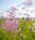 Pink Ragged-Robin flowers Royalty Free Stock Photo