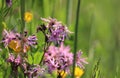 Pink Ragged Robin Flowers in a Meadow