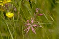 Pink ragged robin and yellow buttercup wildflowers in a field with high grass - Lychnis flos-cuculi