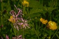 Pink ragged robin flowers and yellow buttercups - Lychnis flos-cuculi / ranunculus