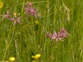 Pink ragged robin wildflowers in a field with high grass - Lychnis flos-cuculi