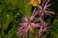 Pink ragged robin wildflowers - Lychnis flos-cuculi