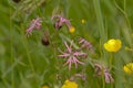 Pink ragged robin and yellow buttercup wildflowers in a field with high grass - Lychnis flos-cuculi