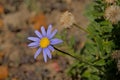 Pink ragwort flower closeup - Senecio glastifolius