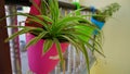 Pink railing planter cum decorative pot with green flowering plants in balcony. Spider plants comosum pots hanging on the Royalty Free Stock Photo