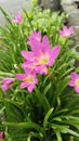 The pink rain lilies that bloom in the yard after the rain are very beautiful Royalty Free Stock Photo