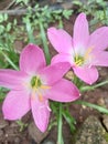 A pink rain lilies after drizzling Royalty Free Stock Photo