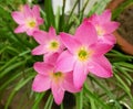 Pink Rain lilies Royalty Free Stock Photo