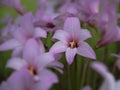 Pink Rain Lilies with Soft Focus