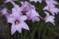 Pink Rain Lilies with Soft Focus