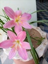 pink rain lillies