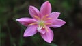 Pink Rain Lilly Royalty Free Stock Photo