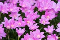 Pink rain lilly blossom flower Royalty Free Stock Photo