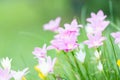 Pink rain lilly blossom flower Royalty Free Stock Photo