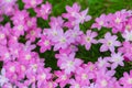 Pink rain lilly blossom flower Royalty Free Stock Photo